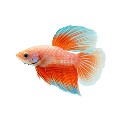 Fototapeta premium Graceful betta fish with flowing colorful fins isolated on a transparent background 