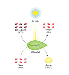 Photosynthesis process, photosynthesis equation formula, Biology Education. Calvin cycle. Vector illustration.