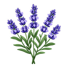 Minimalistic vector style lavender sprig with soft purple buds and thin green stem isolated on transparent background 