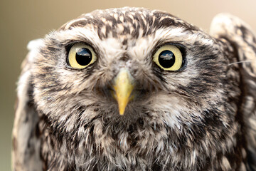 Cute little owl portrait looking angry bird 