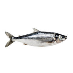 Fototapeta premium Realistic anchovy fish with elongated body and shiny scales isolated on transparent background 