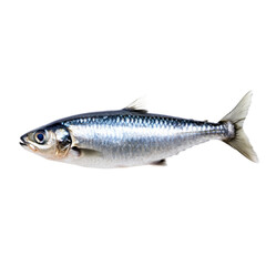 Obraz premium Realistic anchovy fish with elongated body and shiny scales isolated on transparent background 