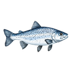 Fototapeta premium Silver trout fish with realistic scales and details isolated on transparent background 