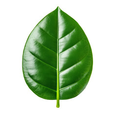 Softly curved rubber plant leaf top view with glossy green surface isolated on transparent background 