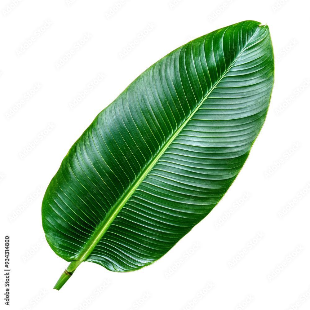 Poster textured bird of paradise leaf top view with elongated pointed tip isolated on transparent backgroun