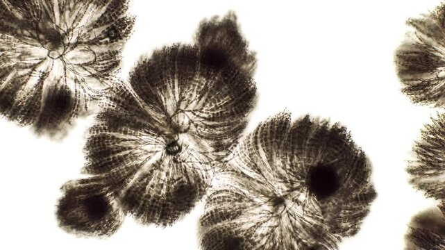 Batrachospermum sp. algae under microscopic view
