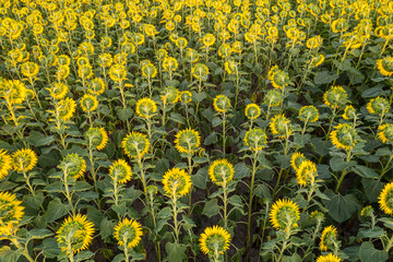 view from above of a sunflower field in summer