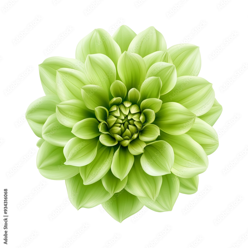 Poster vector style olive green dahlia with sculpted petals and defined texture isolated on transparent bac