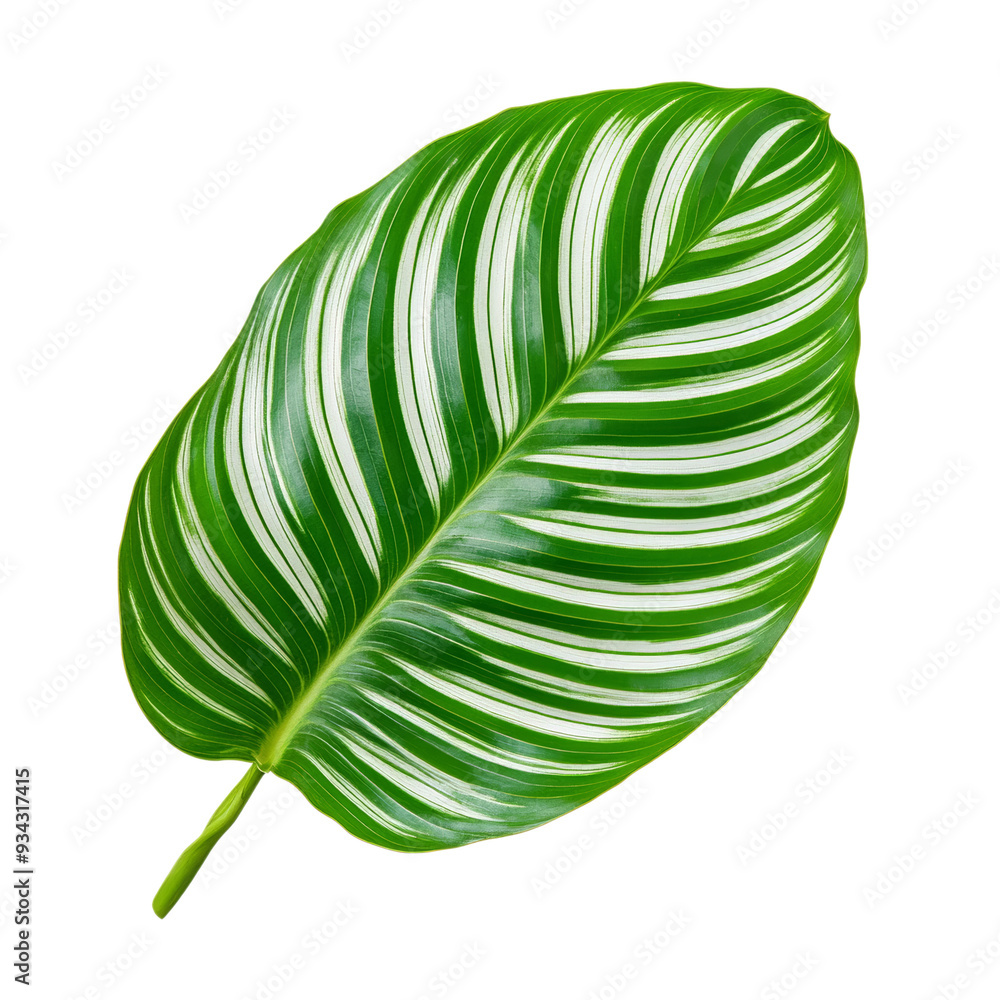 Poster wide calathea leaf top view with unique striped pattern isolated on transparent background