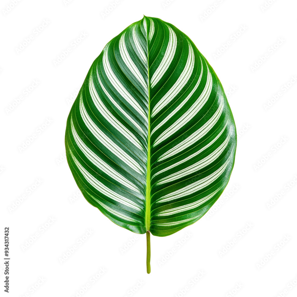 Poster wide calathea leaf top view with unique striped pattern isolated on transparent background