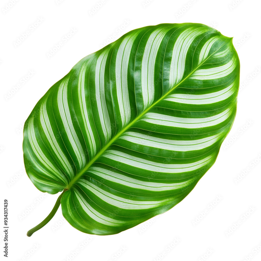 Poster wide calathea leaf top view with unique striped pattern isolated on transparent background