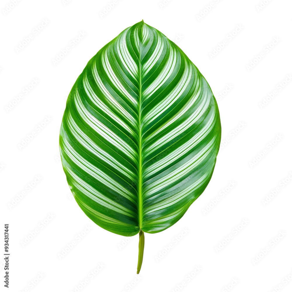 Poster wide calathea leaf top view with unique striped pattern isolated on transparent background