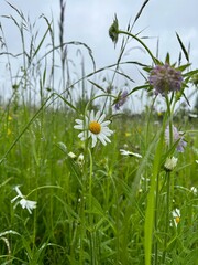 white field daisies with raindrops in green grass