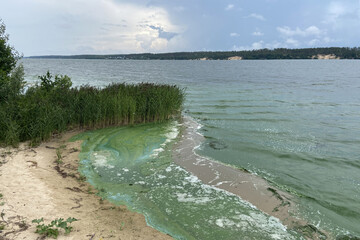 Water pollution by blooming blue-green Cyanobacteria algae. Ecological crisis. Swampy polluted...