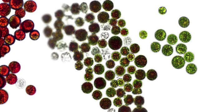Haematococcus pluvialis green and cyst algae under microscopic view - haematocyst, active and resting cells, strong antioxidant astaxanthin