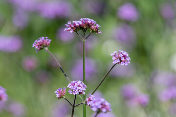 Purpletop vervain (verbena borariensis) flowers in bloom