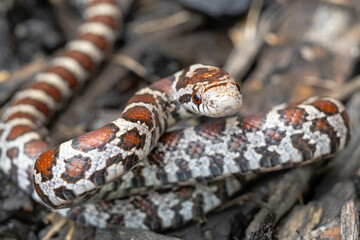 close up of a milk snake