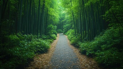 Serene Path Through Bamboo Forest: Tranquil Summer and Spring Scene. Perfect for Outdoor Adventures, Travel, and Leisure Life. Ideal for Retirement and Vacation Inspirations