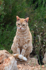 Stray cats on Brac Island, Croatia