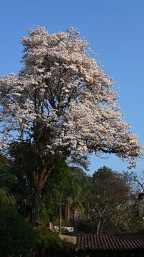 white ip&ecirc; flowering tree rm blue sky day