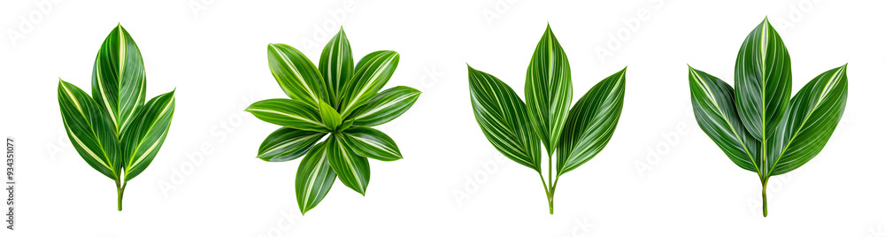 Poster collection of four isolated green tropical leaves with variegated patterns on a transparent backgrou