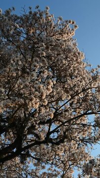 white ip&ecirc; flowering tree rm blue sky day