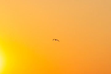 Shore Birds flying in the salt marsh in between Avalon, New Jersey and the Cape May National Wildlife Refuge at Sunset or golden hour