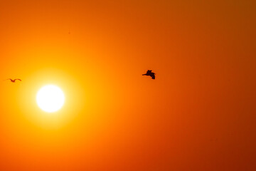 Shore Birds flying in the salt marsh in between Avalon, New Jersey and the Cape May National Wildlife Refuge at Sunset or golden hour