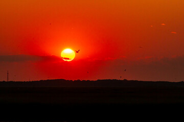 Obraz premium Shore Birds flying in the salt marsh in between Avalon, New Jersey and the Cape May National Wildlife Refuge at Sunset or golden hour