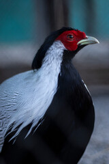 Сlose up of a bird of prey. Black Red and White bird