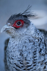 Close up of a pheasant. Gray bird in the zoo

