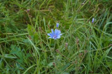 A blue chicory flower in raindrops grows isolated against a green meadow background. Cichorium blossom close-up with details of pistils, stamens.