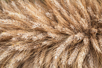 Wheat ears close up. Close up of wheat. Ears of cereal. Texture. background.