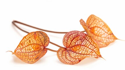 Fototapeta premium Orange leaves on white background 