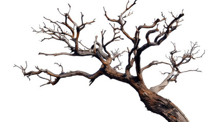 Tree branch on white background