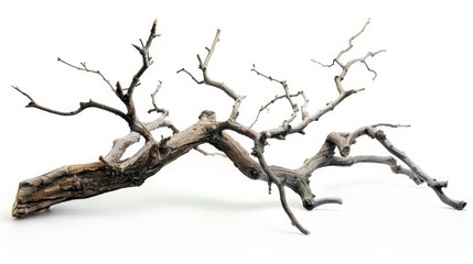 Tree branch on white background