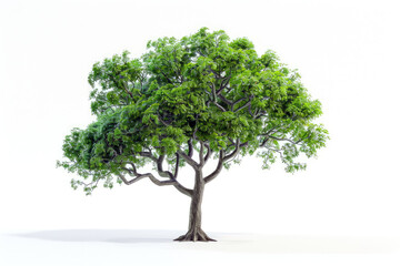 Obraz premium tree on white background 