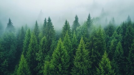 Fototapeta premium A forest of trees covered in fog and mist, AI