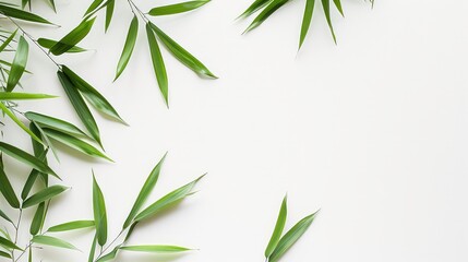 A close-up of green leaves, arranged on a white surface, creating a border.