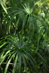 botanical garden, greenhouse, tropical plants, exotic leaves, green foliage, nature, environment, tropical garden, plant close-up, lush greenery, indoor plants, nature photography
