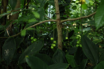 botanical garden, greenhouse, tropical plants, exotic leaves, green foliage, nature, environment, tropical garden, plant close-up, lush greenery, indoor plants, nature photography