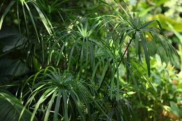 botanical garden, greenhouse, tropical plants, exotic leaves, green foliage, nature, environment, tropical garden, plant close-up, lush greenery, indoor plants, nature photography