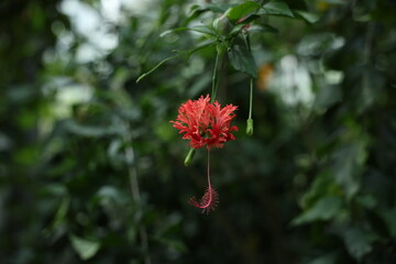 botanical garden, greenhouse, tropical plants, exotic leaves, green foliage, nature, environment, tropical garden, plant close-up, lush greenery, indoor plants, nature photography