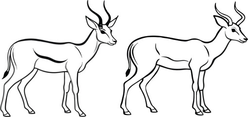 springbok vector art illustration vector illustration 