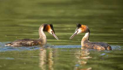 Great crested grebe, Podiceps cristatus, during breeding season display