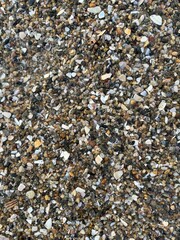 Seashells
