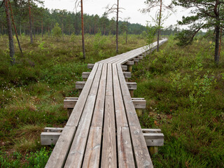 Obraz premium Wooden footpath in a forest park. The walk is long and narrow, with trees on either side. Scene is peaceful and serene. Outdoor walking area design to enjoy and preserve nature environment.