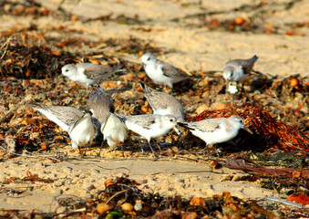 SandPipers on Sand