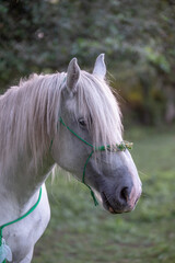 Obraz premium Un cheval blanc dans son enclos 