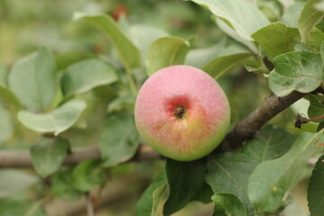 apples on tree